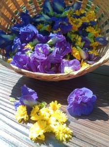 guesthouse homestay chiang rai