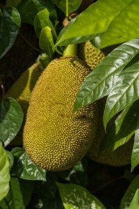 guesthouse homestay chiang rai