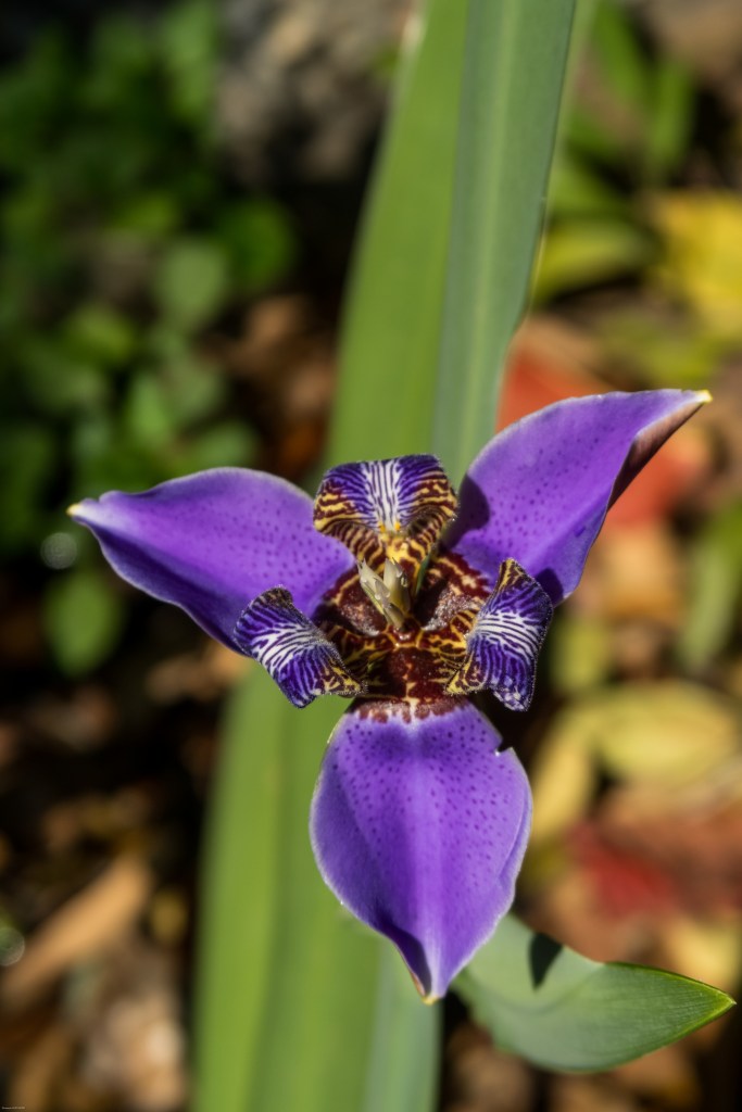 guesthouse homestay chiang rai nature organic thailand chez l'habitant