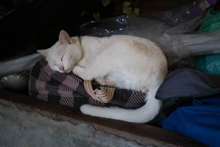 guesthouse homestay chiang rai nature organic thailand chez l'habitant