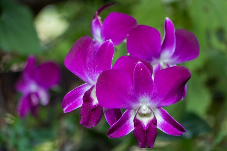 guesthouse homestay chiang rai nature organic thailand chez l'habitant