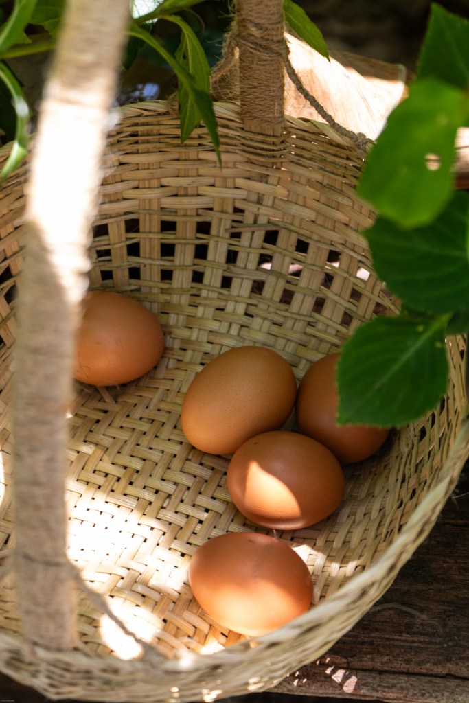cooking class chiang rai organic food thailand homestay chez l'habitant