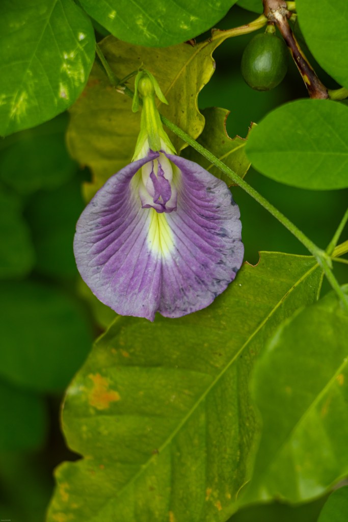 guesthouse homestay chiang rai nature organic thailand chez l'habitant