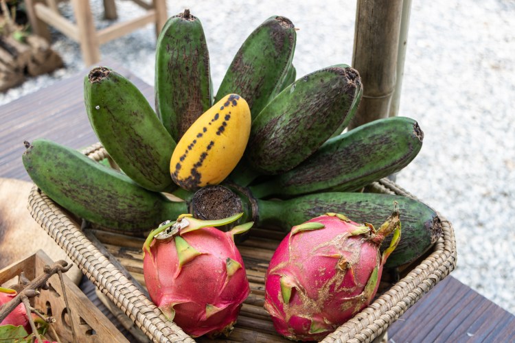 guesthouse homestay chiang rai nature organic thailand chez l'habitant